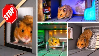 Como fazer um abrigo seguro com papelão para o Hamster