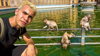 I visited the SACRED MONKEY TEMPLE in India.