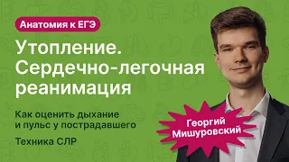 6.113. Утопление. СЛР. | Анатомия к ЕГЭ | Георгий Мишуровский