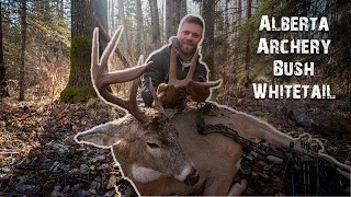 Alberta Archery Bush Whitetail - Giant old Bladed Brow-Tine Buck with a Bow