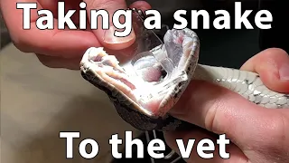 Frank the snake gets a check up.