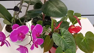 🙌Ещё один способ понять свою орхидею /Another way to understand your orchid