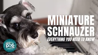 Miniature Schnauzer Dog Breed Information | Dogs 101 - Miniature Schnauzer Puppies to Adults