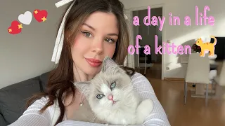 A day in a life of a kitten 🐾