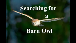 WILDLIFE PHOTOGRAPHY | Searching for a Barn Owl | Olympus 2021