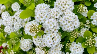 Birchleaf Spirea "Tor Gold", One Year After Transplant (4K) - May 2024