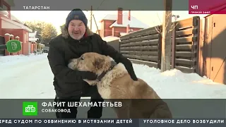 программа ЧП НТВ про бродячих собак спасатель-кинолог КПСО Святослав Яковлев