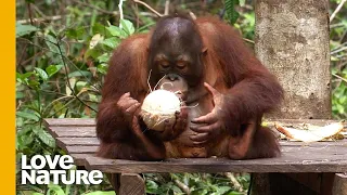 Funny Baby Orangutans Learn to Crack Coconuts | Love Nature