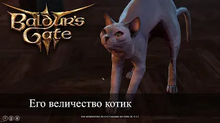 Baldur's Gate 3 Его величество Котик