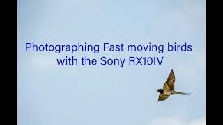 Sony Rx10iv and Photographying fast moving birds