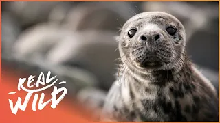 Orphan Seal Pup Gets Second Chance At Life | Nature's Newborns