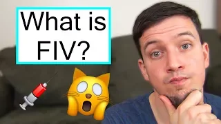 FIV and What It Means For Your Cat