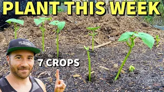 7 Fall Veggies I Planted THIS WEEK That You Can Start Right Now