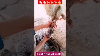 baby goat taking first dose of milk 🐐🐐🍼🍼🍼❤️❤️❤️❤️#goat #babygoat #pets #shorts #foryou