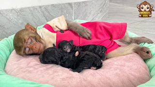 So adorable! Monkey YiYi sleeps with baby dog