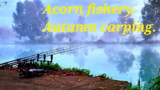 Acorn fishery, Somerset. Autumn carping.