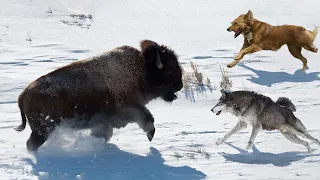 Bison Fights Pack Of Wolf To Escape Death But Fail