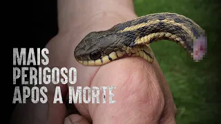 Como ele sobreviveu a uma mordida letal de uma cobra decapitada?