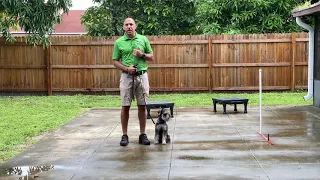 Obedience Training with a Schnauzer puppy