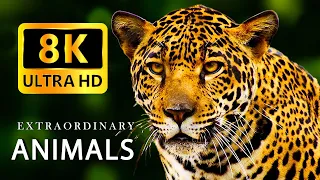 8K Animals - Discovering EARTH'S MOST  EXTRAORDINARY ANIMALS 8K Video Ultra HD