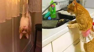 OMG So Cute Cats ❤ Best funny cat videos 2021 #12