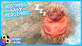 Relax With A Baby Hedgehog | Dodo Kids