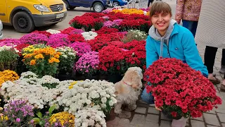 Главные секреты ухода, полива, зимовки, посадки, размножения хризантем мультифлора (шаровидная)