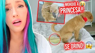 TENEMOS NUEVA PERRITA Y NOS ATACÓ!!😱💔 + DESMONTANDO LA NAVIDAD!!😔🎄 | 31 Ene 2021