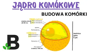 Jądro Komórkowe i Jąderko – Budowa Komórki - KOREPETYCJE z BIOLOGII – 331