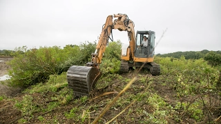 Baccharis halimifolia : l'arrachage à la pelleteuse et passage de rotavator