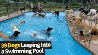 Adorable video shows 39 puppies leaping into a swimming pool