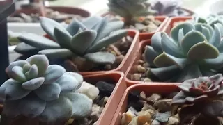 Суккуленты, Эхеверия  (Echeveria) после зимовки.