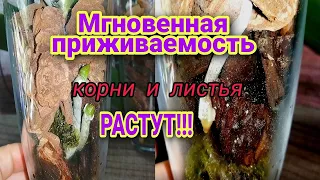 Орхидейные детки с цветоноса.  Самостоятельное развитие. Нюансы ухода. Обзор.