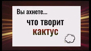 Вы ахнете, что он творит! Никогда не держите кактус дома у кровати. Защита от порчи и зла