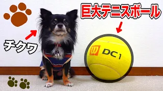 [Hilarious!] We thought Chikuwa would play with the giant tennis ball, but...