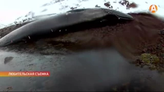 Мёртвого кита нашли дайверы на берегу Кольского залива