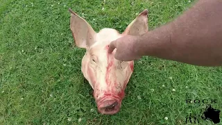 Where to shoot a pig