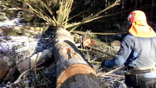 Chainsaw Husqvarna 562 XP, felling a tree 130 years old, 6 cm3