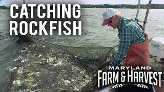 How to Catch Fish in a Pound Net | Maryland Farm & Harvest