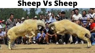 Sheep Vs Sheep  #shorts