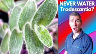 NEVER Water your Tradescantia? Unintended Test Reveals Astounding Result!