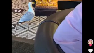 Savage Seagull