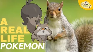 Real Life Skwovet | Galar Form Pokemon in Real Life!