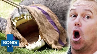 Piled-Up Teeth In Croc's Mouth Drill His Jaw 😱 Coast to Coast S5E9 | Bondi Vet Full Episode