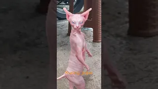 kucing pink joget
