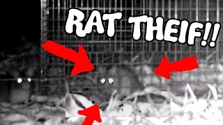 THIEVING RATS  - Save the Squirrels Initiative