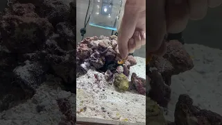 My MANTIS SHRIMP PUNCHED ME! (Hand feed FAIL)