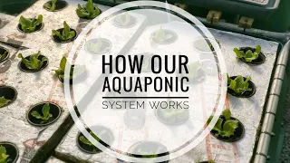 How our Aquaponic system works | Why Aquaponics?