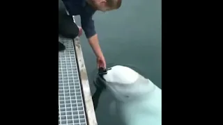 GUY DROPS HIS PHONE IN WATER BUT THIS WHALE TAKE CARE OF BUSINESS. / FRIENDLY WHALE /