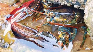 After low tide, the seafood floods, the lobster is bigger than the head!